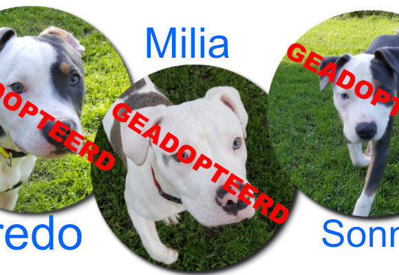 Fredo, Milia en Sonny